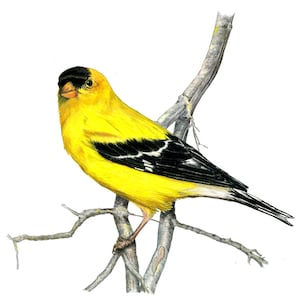 Finches, American Goldfinch