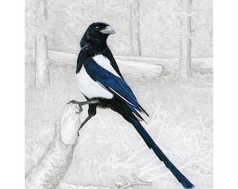 May include: A black and white magpie with blue wings perched on a branch. The bird is facing to the right and has a long tail.
