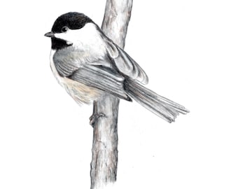 Chickadees, Black-capped Chickadee