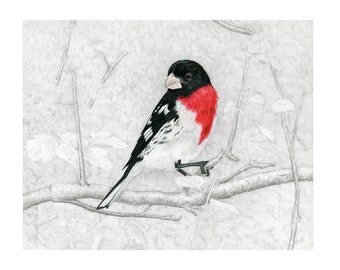 Grosbeak, Rose-breasted Grosbeak Giclée Print