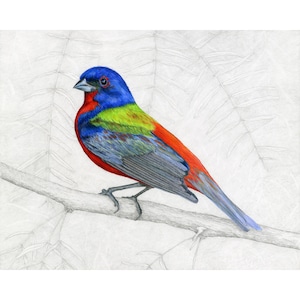 Buntings, Painted Bunting