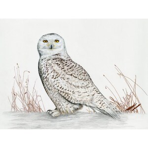 Owls, Snowy Owl