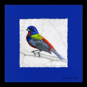 Buntings, Painted Bunting, Framed