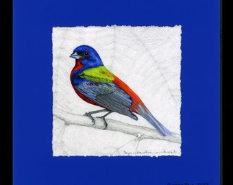 Buntings, Painted Bunting, Framed