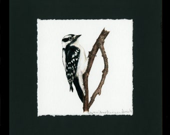 Woodpeckers, Downy Woodpecker, Framed