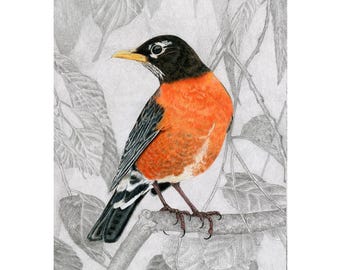 Thrush, American Robin Giclée Print