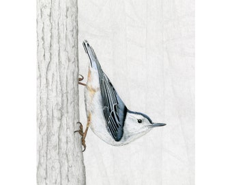 Nuthatches, White-breasted Nuthatch Giclée Print