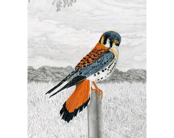 Falcons, American Kestrel Giclée Print