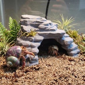 May include: A hermit crab with a purple and green shell sits on a sandy substrate, near a gray rock formation. The habitat includes air plants and a small cave, creating a naturalistic environment.