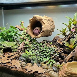 Könnte beinhalten: Ein Terrarium mit einer Einsiedlerkrebs in einer dekorativen Höhle. Das Habitat umfasst lebende Pflanzen, Treibholz und eine Wasserschale. Das Gehäuse des Krebses ist sichtbar, und die Umgebung ist so gestaltet, dass sie eine natürliche Umgebung nachahmt.