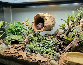 Magnetic Hermit Crab Wall Hide | Elevated Log Tunnel, Climbing Cave, Terrarium Decor