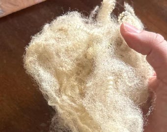 May include: A clump of raw, unwashed off-white sheep wool with a curly, textured appearance. The fibers are dense and tangled, showing natural variations in color and small bits of organic debris embedded within the loose, fluffy material.