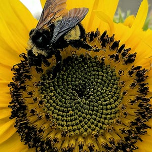 Op de afbeelding: Een close-up van een heldergele zonnebloem met een hommel. De hommel, met zwart-gele strepen, bevindt zich in het midden van de bloem, omringd door een spiraal van kleine bloempjes. De bloemblaadjes zijn heldergeel, wat een opvallend contrast creëert.
