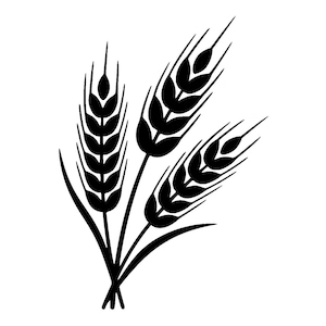Pode incluir: Ilustração a preto e branco de três espigas de trigo. As espigas são detalhadas com grãos e folhas individuais, criando um design simples, mas elegante. A imagem está sobre um fundo branco liso.