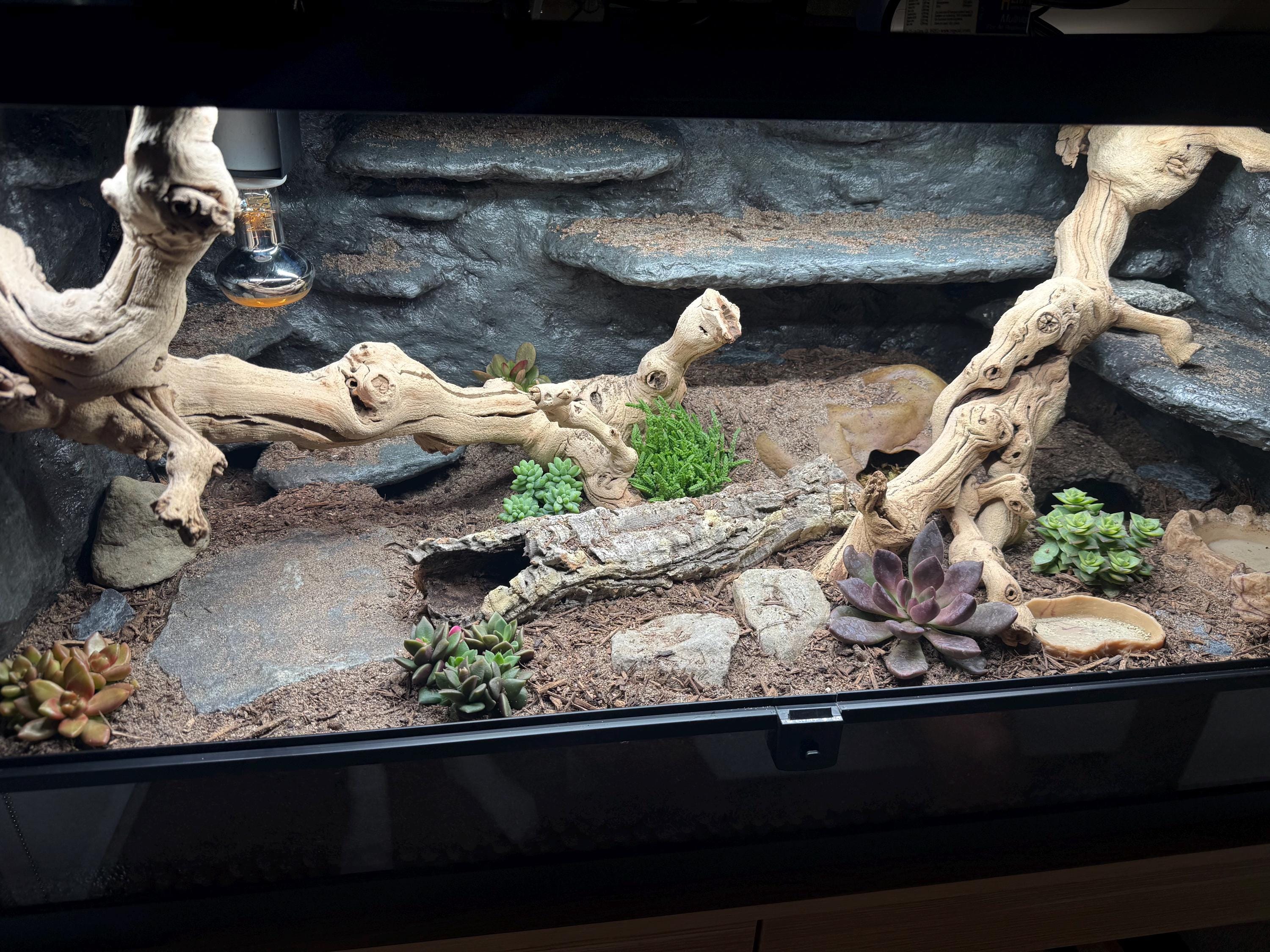 Bioactive Terrarium Leopard Gecko