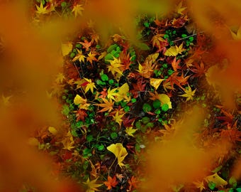 Japanese Maple and Ginkgo Leaves | Fall Colors Digital Wall Art | Nature Photography Download