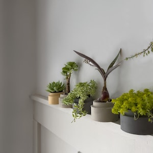 May include: Five small potted plants with different types of succulents and greenery arranged on a white shelf. The pots are made of concrete and are painted in various shades of gray and beige.