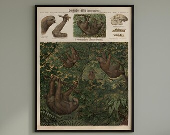 Antique Zoolilogical Wall Chart, Jungle Sloth Art Print, Home Decor Gift Idea, Vintage School Chart, Educational Poster