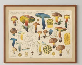 Vintage Mushroom Botanical Poster, Wall Art Print, Home Decor, Natural History Art, Rustic Poster Gift