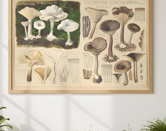Vintage Mushroom Botanical Poster Antique Fungi Illustration, Scientific Nature Print, Cottagecore Wall Art, Botanical Classroom Decor