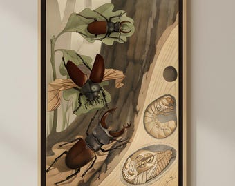 Vintage Beetle Illustration Poster Educational Insect Wall Art, Entomology Print, Antique Nature Study Decor, Classroom Botanical Artwork
