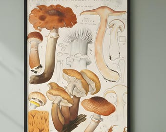 Zoolilogical Mushroom Educational Wallchart, Science Classroom Decor, Biology Teacher Gift, Botanical Illustration Poster