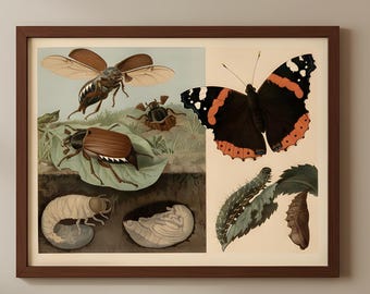 Antique Entomology Poster, Educational Insect Print, Scientific Bug Illustration, Natural History Wall Art, Classroom Decor