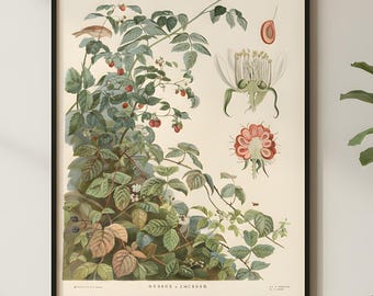 Vintage Botanical Illustration Poster, Antique Plant Print, Scientific Nature Artwork, Botanical Wall Art, Cottagecore Home Decor
