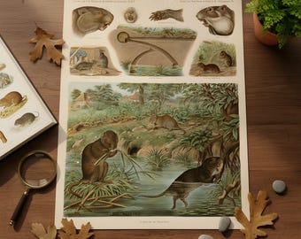 Educational Zoolilogical Wallchart, Water Rat, Matte Prints, Kids Room Decor, Science Art Gift