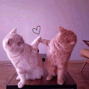 the cat