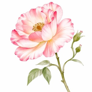Può includere: Un'illustrazione ad acquerello di un singolo fiore in piena fioritura con petali rosa tenue e bianchi, un centro giallo e uno stelo verde. Lo stelo presenta due piccoli boccioli chiusi e diverse foglie verdi appuntite sul fusto principale.