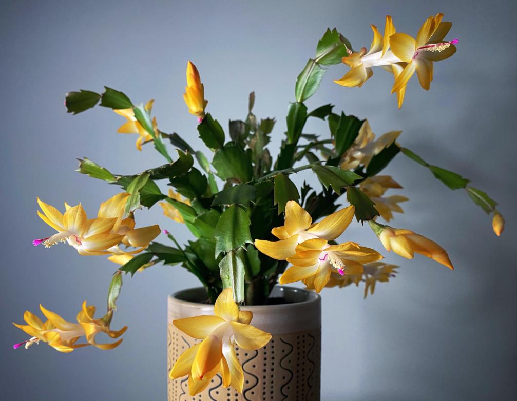 Yellow Christmas Cactus Live Plant for Planting, Holiday Cactus Flowers Crab Cactus Plant 5 to 7 Inch Tall in 3 Inch Pot