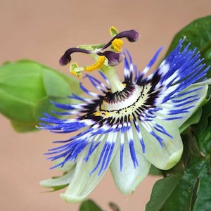 May include: Close-up of a passion flower with intricate details. The flower features a complex arrangement of blue, white, and purple petals, with yellow stamens and a dark center. A green bud and leaf are visible in the background, set against a soft, neutral backdrop.