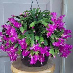 Purple Christmas Cactus Live Plant for Planting, Holiday Cactus Flowers Crab Cactus Plant 5 to 6 Inch Tall in 3 Inch Pot