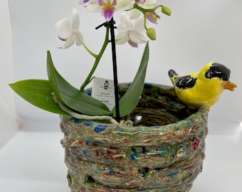 Orchid planter with holes for those precious roots