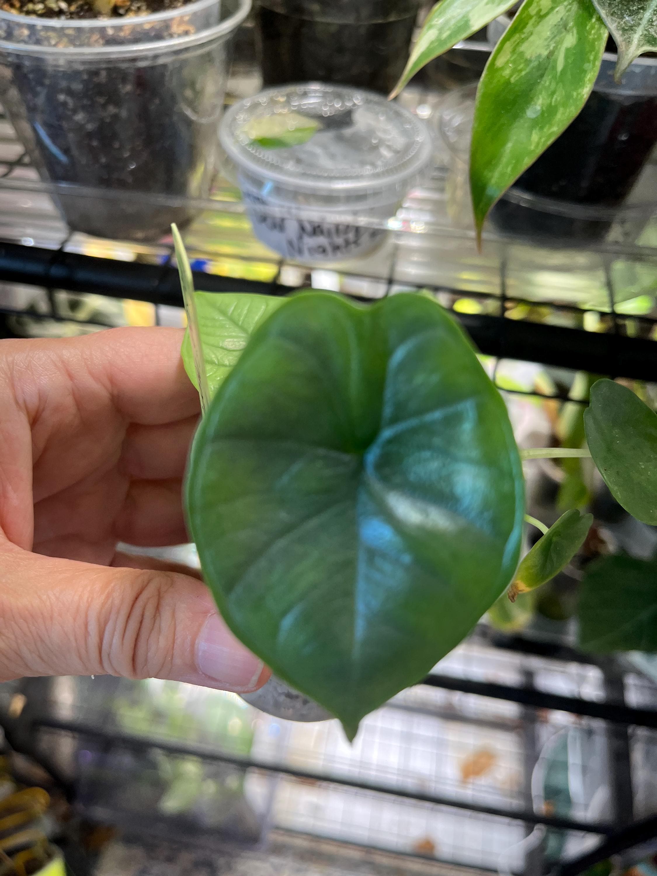 Alocasia bisma - Etsy 日本