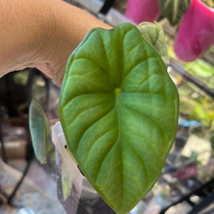 Alocasia nebula - Etsy 日本