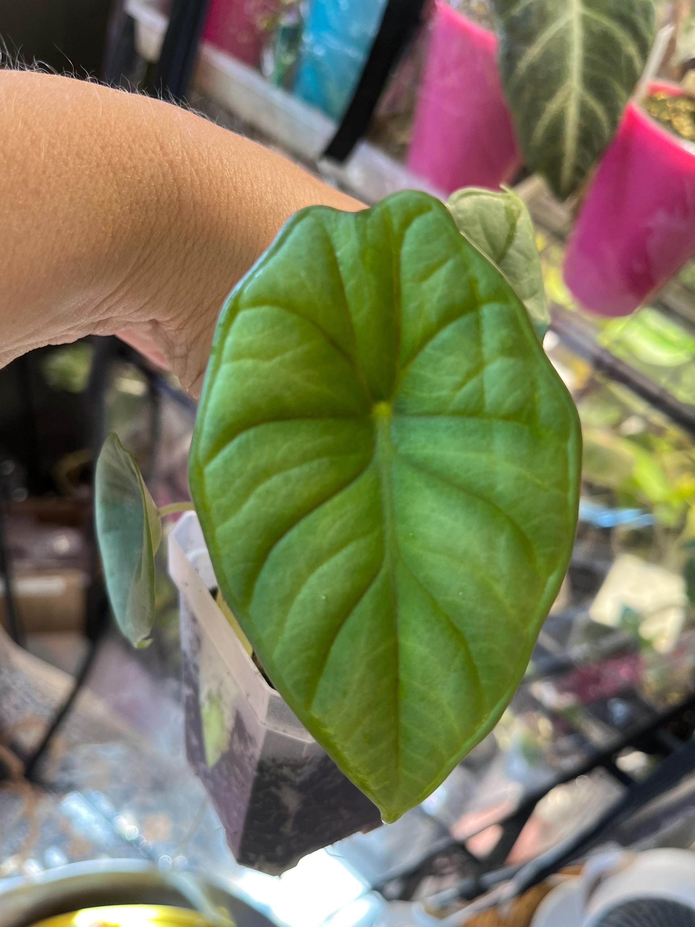 Alocasia nebula - Etsy 日本