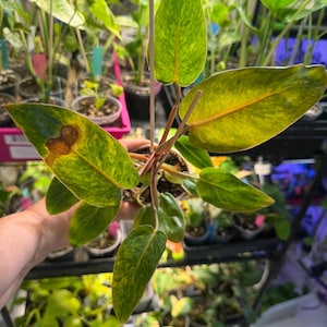 Philodendron Painted Lady 3” pot slight cosmetic damage to one leaf from grow light