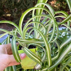 Variegated Curly Spider(Bonnie) plants well rooted