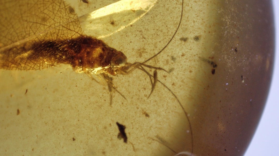 Extinct Rock Bristletail ( Unimeinertellus Abundus ) in Burmese Burmite ...