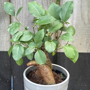 Ficus &#39;Ginseng&#39; in 3&quot; Pot | Live Ficus Microcarpa | Bonsai