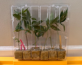 10x pack CLONE SHIPPER Live PLANT shipping box  Container Propagation Dome Rockwool plastic clamshell genetics seeds cuttings mailing gsc
