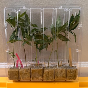 May include: A transparent plastic container holding several green leafy plants. The plants are in individual brown cubes, with stems extending upwards. The container is on a yellow surface, and the background is a neutral wall.