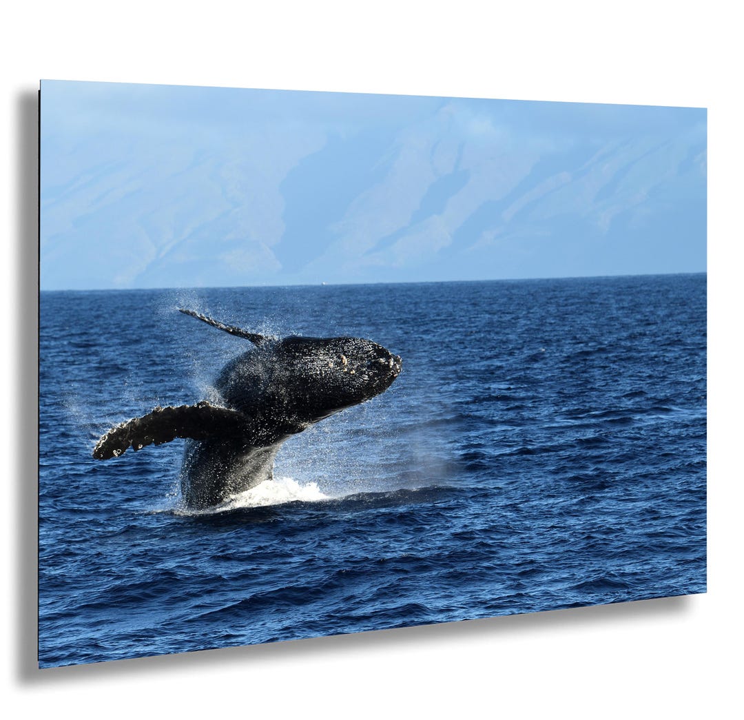 Humpback Whale Jumping Photo Maui Hawaii Ocean Wildlife Photography ...