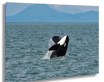 May include: A black and white orca whale breaches the water, with its dorsal fin and head visible. The background features a calm ocean and distant mountains under a blue sky. Water splashes around the whale.