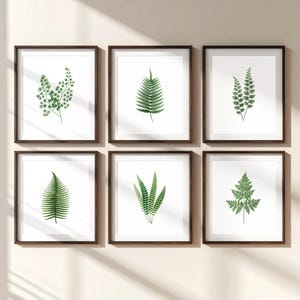 Könnte beinhalten: Sechs gerahmte botanische Drucke mit detaillierten grünen Farnillustrationen auf weißem Hintergrund. Die Drucke werden in dunkelbraunen Rahmen präsentiert und schaffen eine zusammenhängende Galeriewand-Ästhetik. Das Kunstwerk zeigt verschiedene Farnarten.