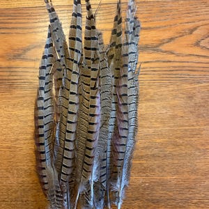 Natural Ringneck Pheasant Tail Feathers: Craft, Millinery, Fly Tying (10-12&quot;)