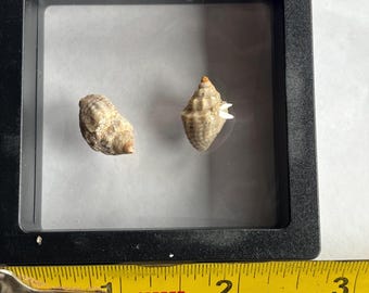 Gastropod