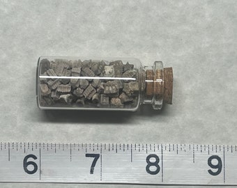 Star crinoids stems from Southern Utah.